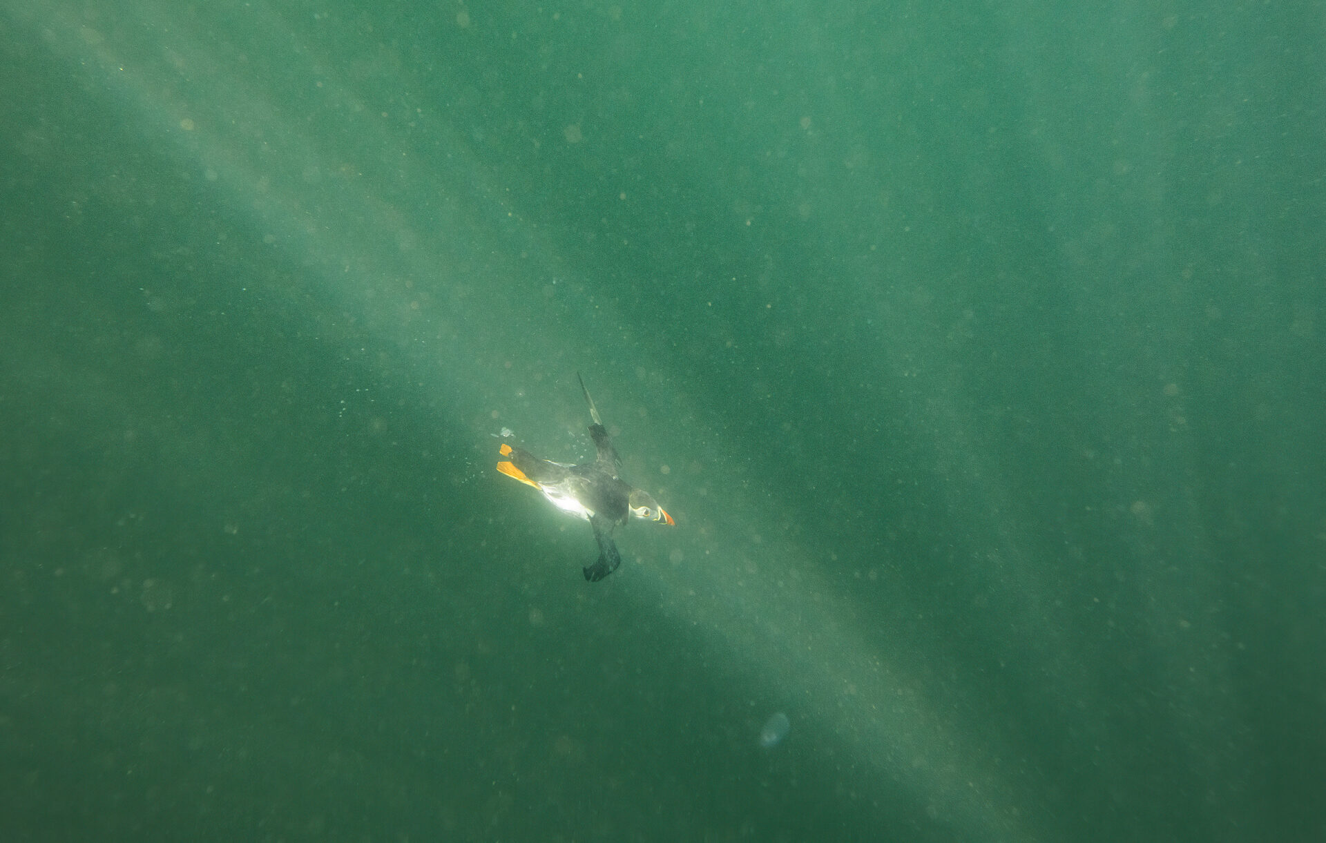 Puffin diving, Farne Islands